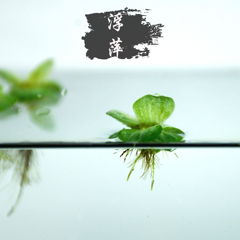 浮萍在水产养殖中的作用(浮萍在水产养殖中的作用与用途)