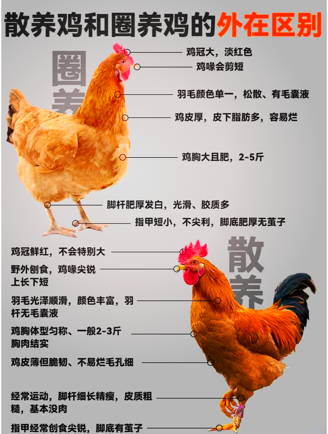 肉鸡养殖总结(肉鸡养殖工艺流程)