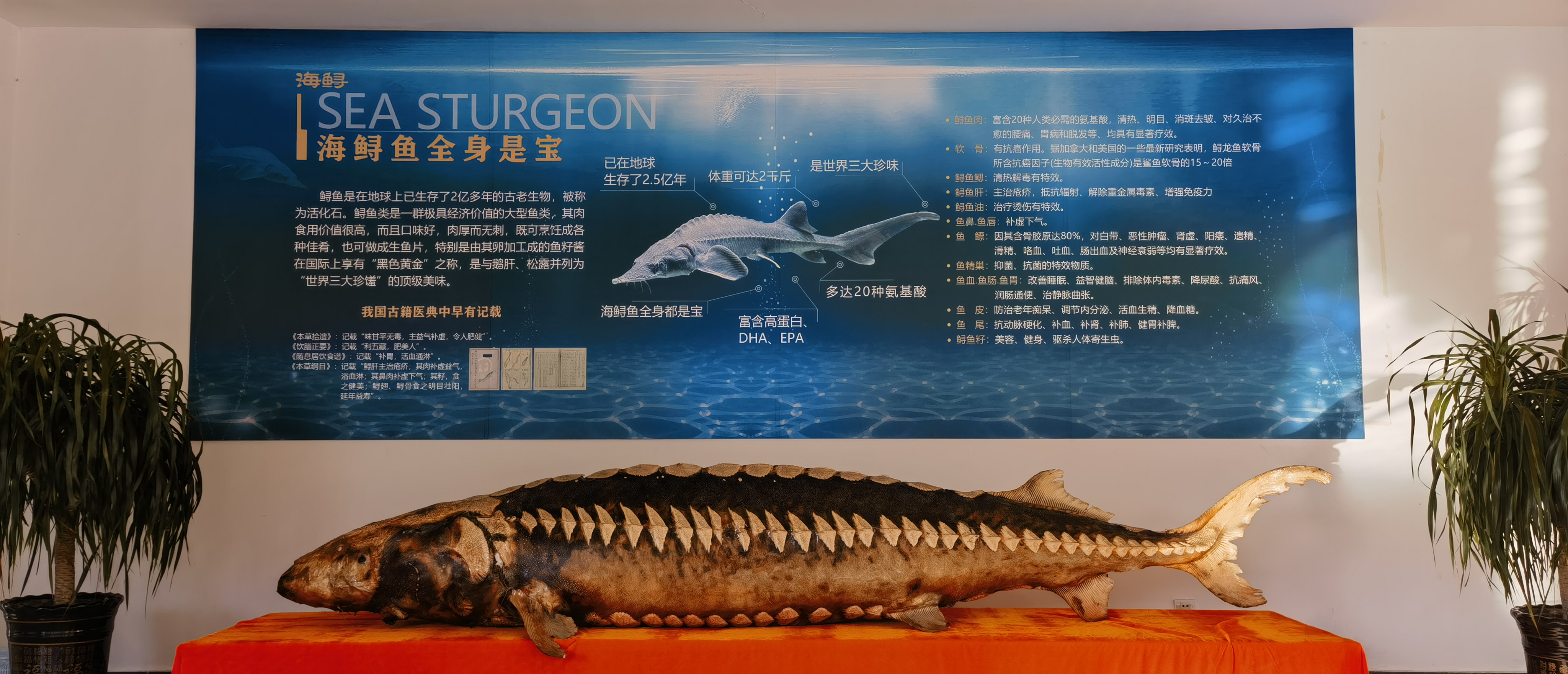 大连水产养殖品种(大连水产养殖品种大全)