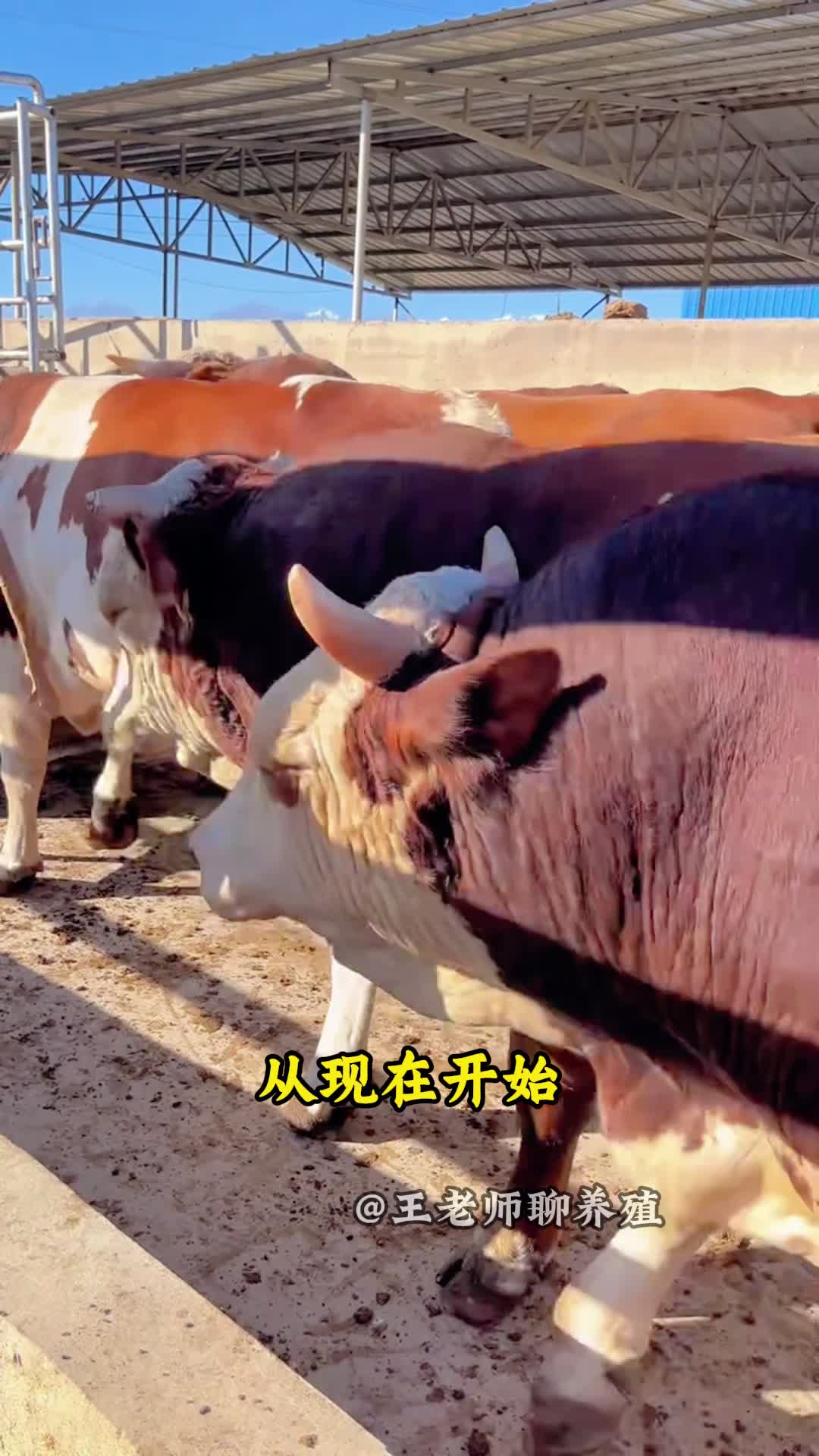 我要养牛(我要养牛王破解版)