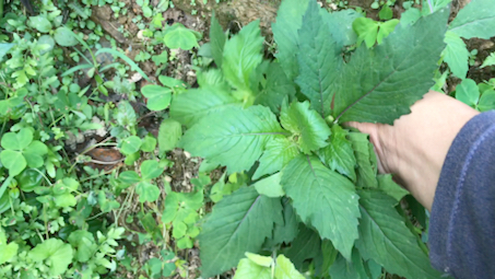 什么草治尿酸(什么草治尿酸高)