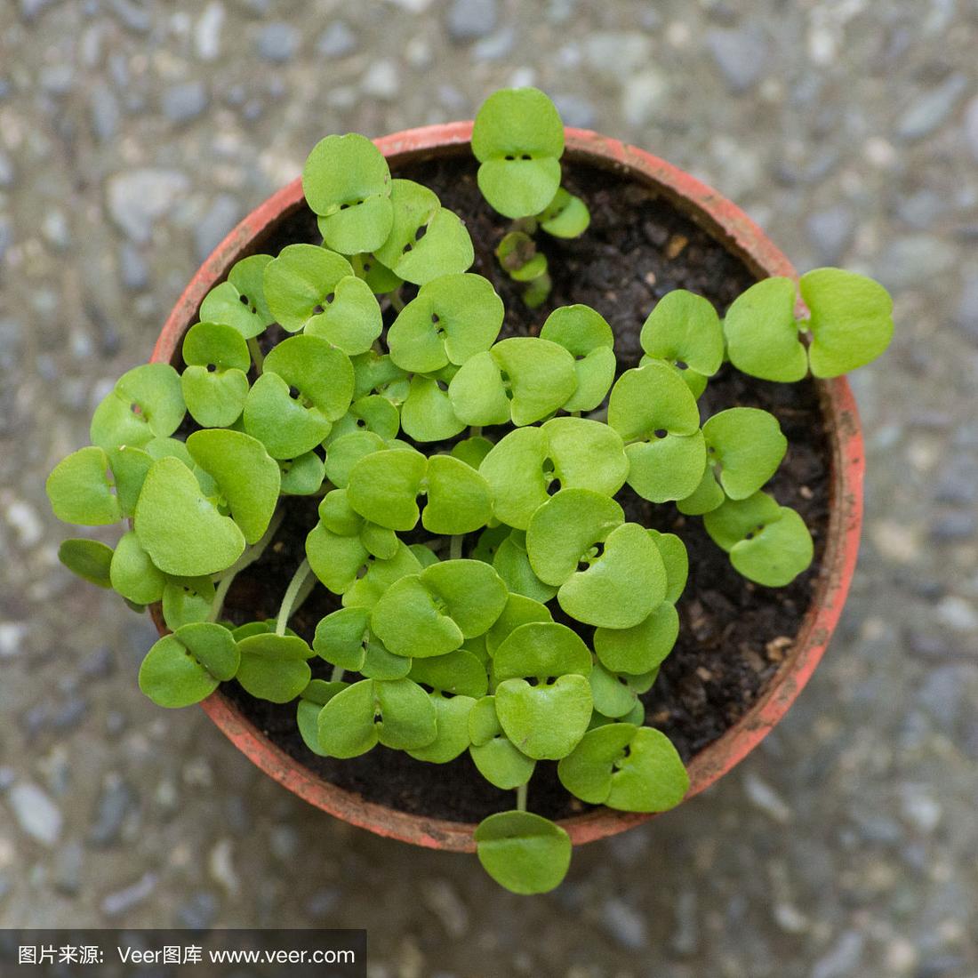在土里的植物(土里的植物或动物)