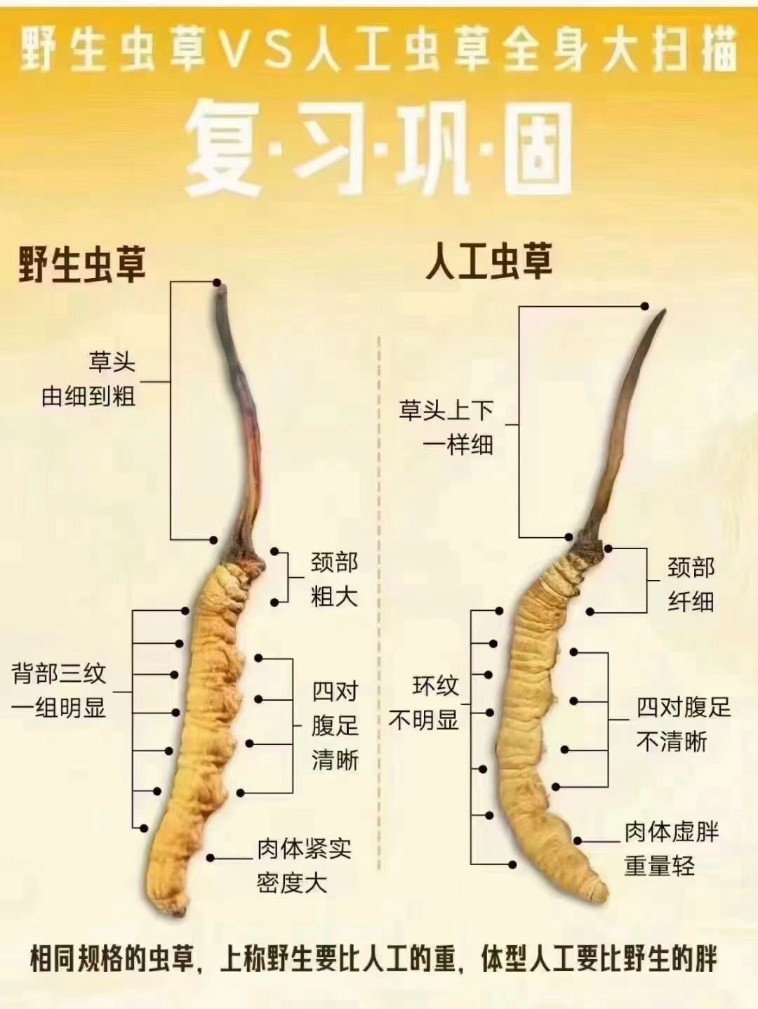 虫草是种植的吗(虫草是种出来的的吗?)