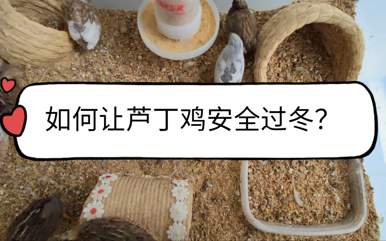 芦丁鸡养殖温度(芦丁鸡养殖温度控制)