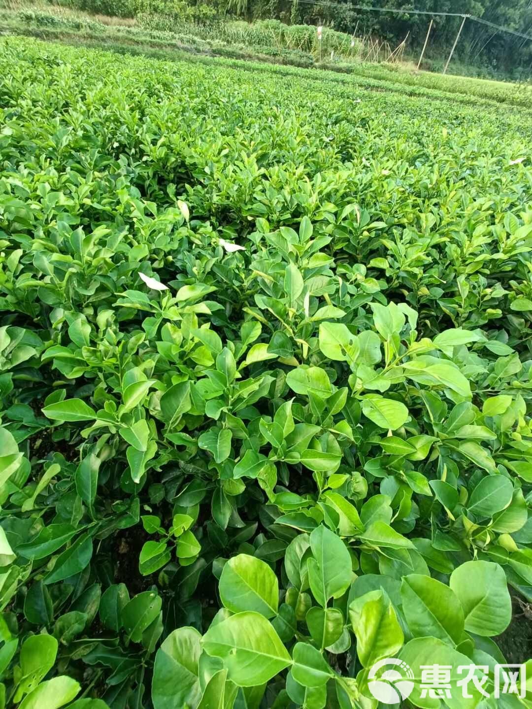 种种植水果树苗(水果树苗种植技术)