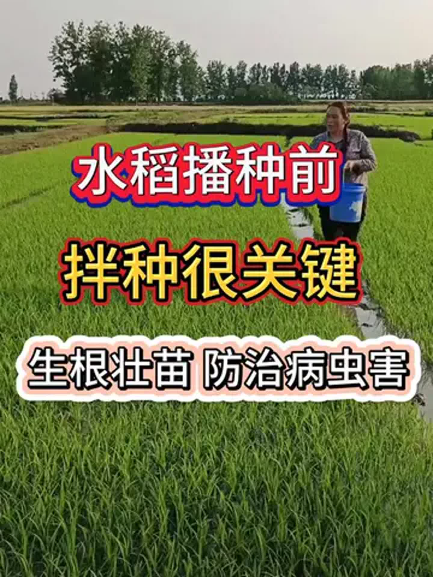 水稻拌种用什么最好(水稻拌种用什么最好呢)