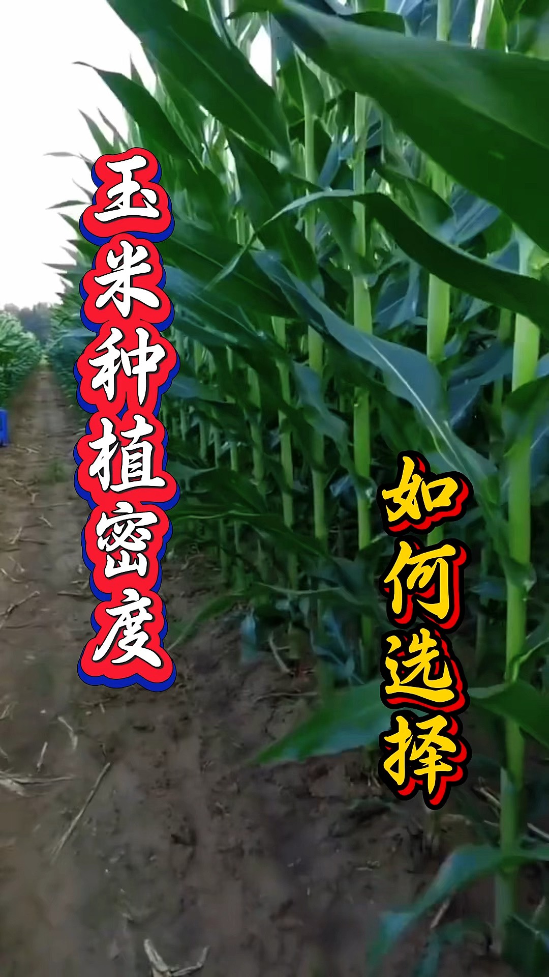 美国玉米种植密度(美国玉米种植密度图片)