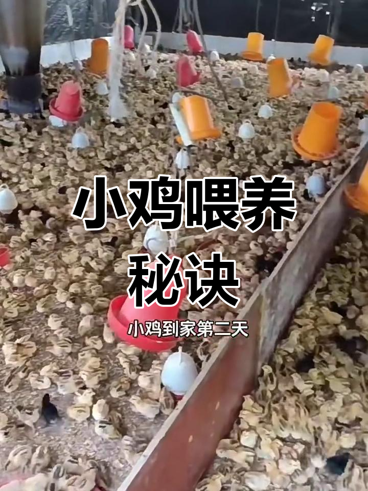 小鸡的喂养方式(小鸡喂养视频教程)