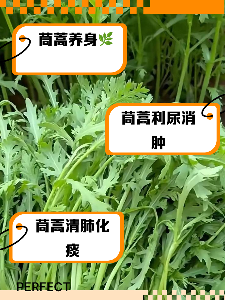 茼蒿什么种(茼蒿什么种植)