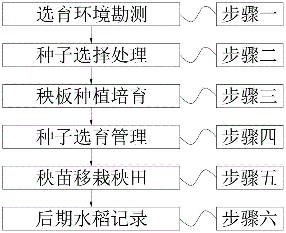 水稻种植过程和方法(水稻种植过程和方法图片)