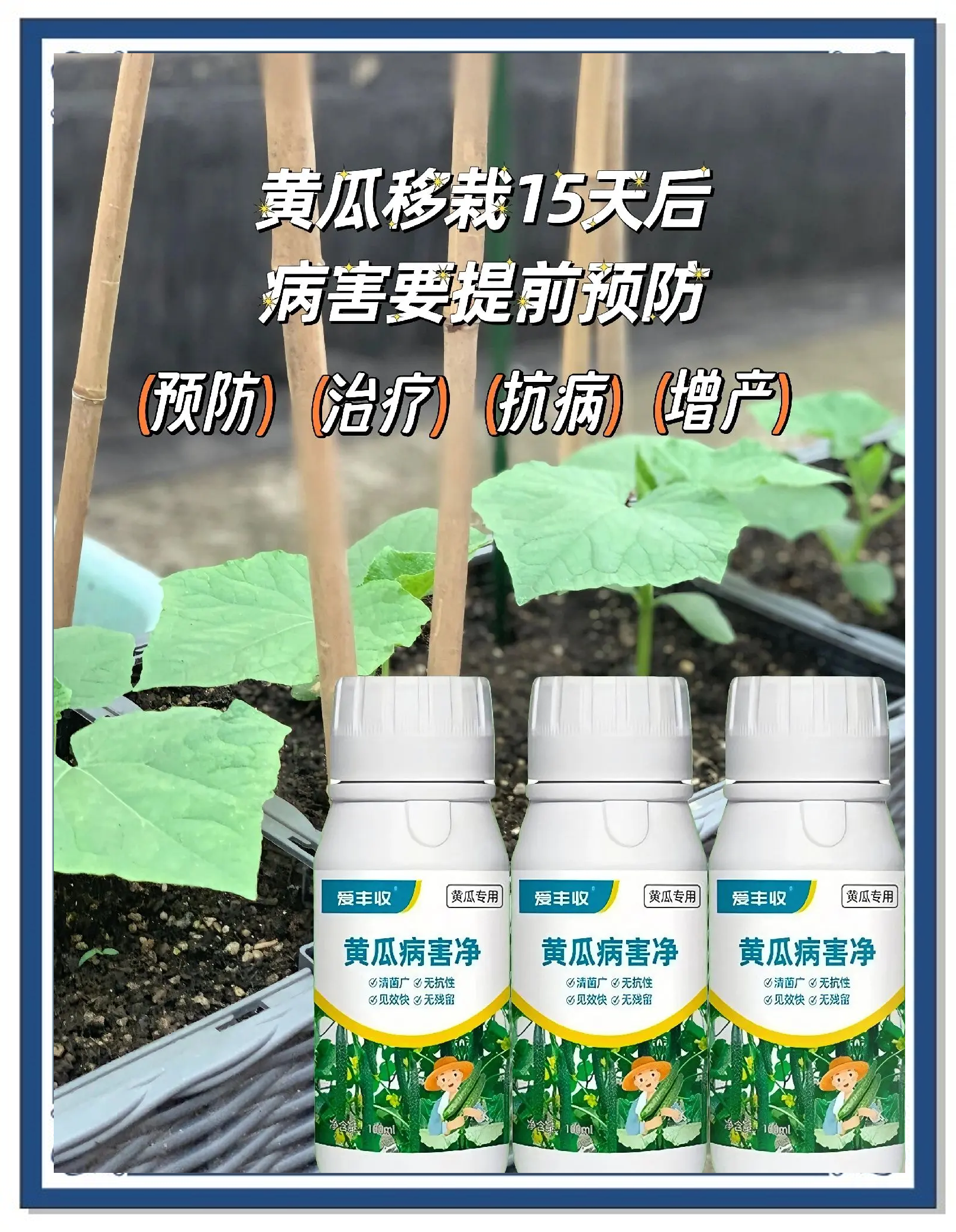 种植黄瓜用什么肥料(种黄瓜用什么底肥最好)