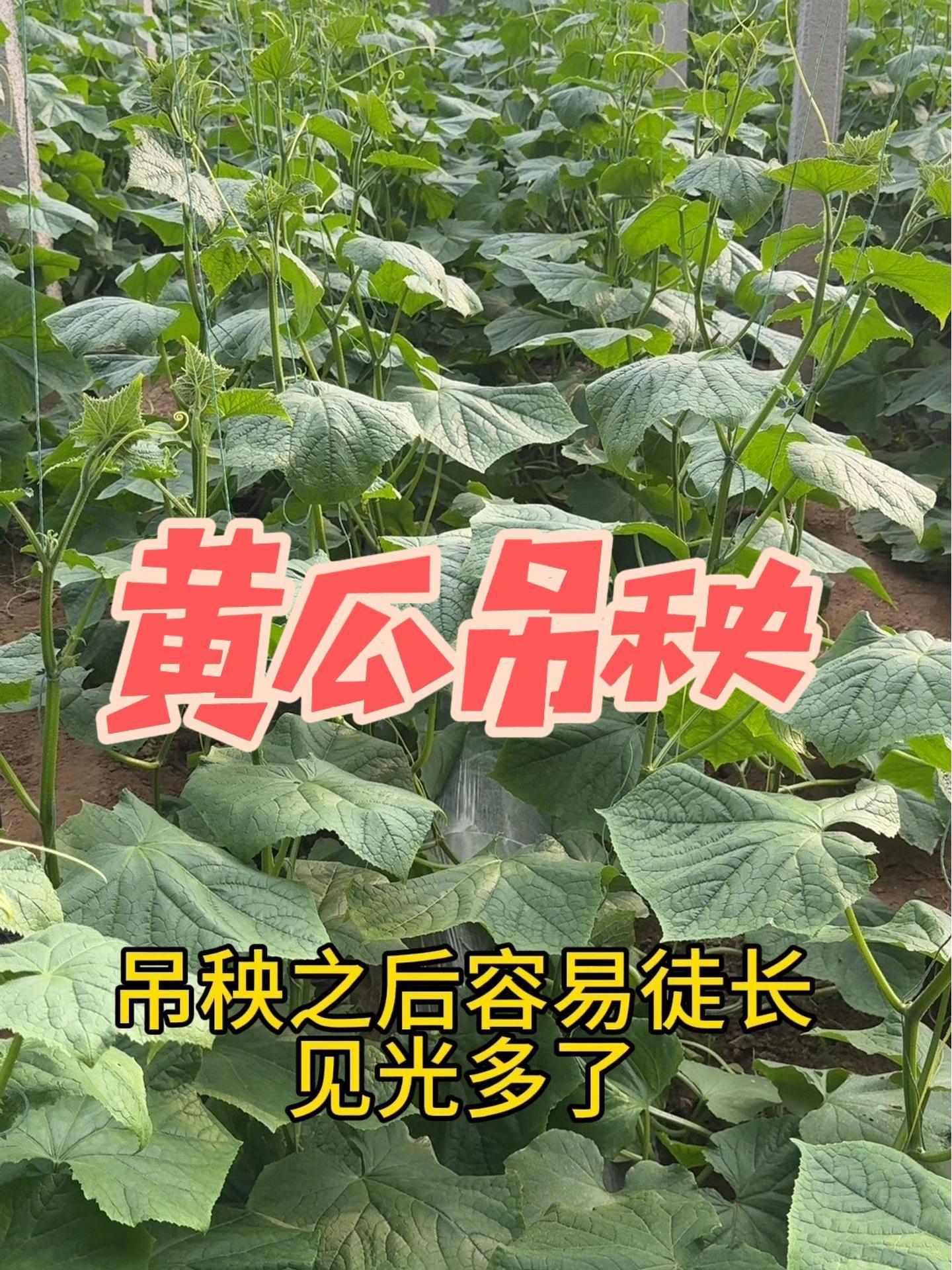 种植黄瓜用什么肥料(种黄瓜用什么底肥最好)
