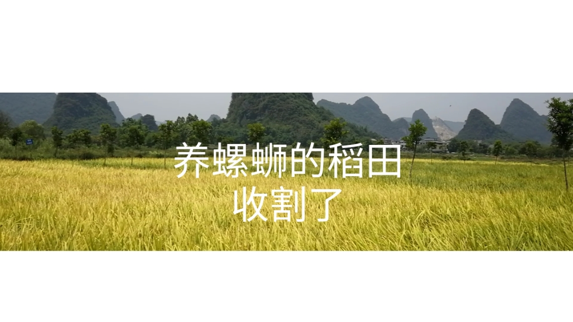 稻田养殖螺蛳技术(稻田养殖螺蛳技术视频)