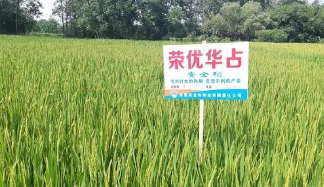丰华占水稻品种简介(丰华种业000713)