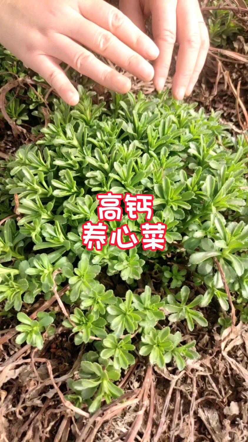 高钙菜的种植方法(高钙菜的种植方法视频)