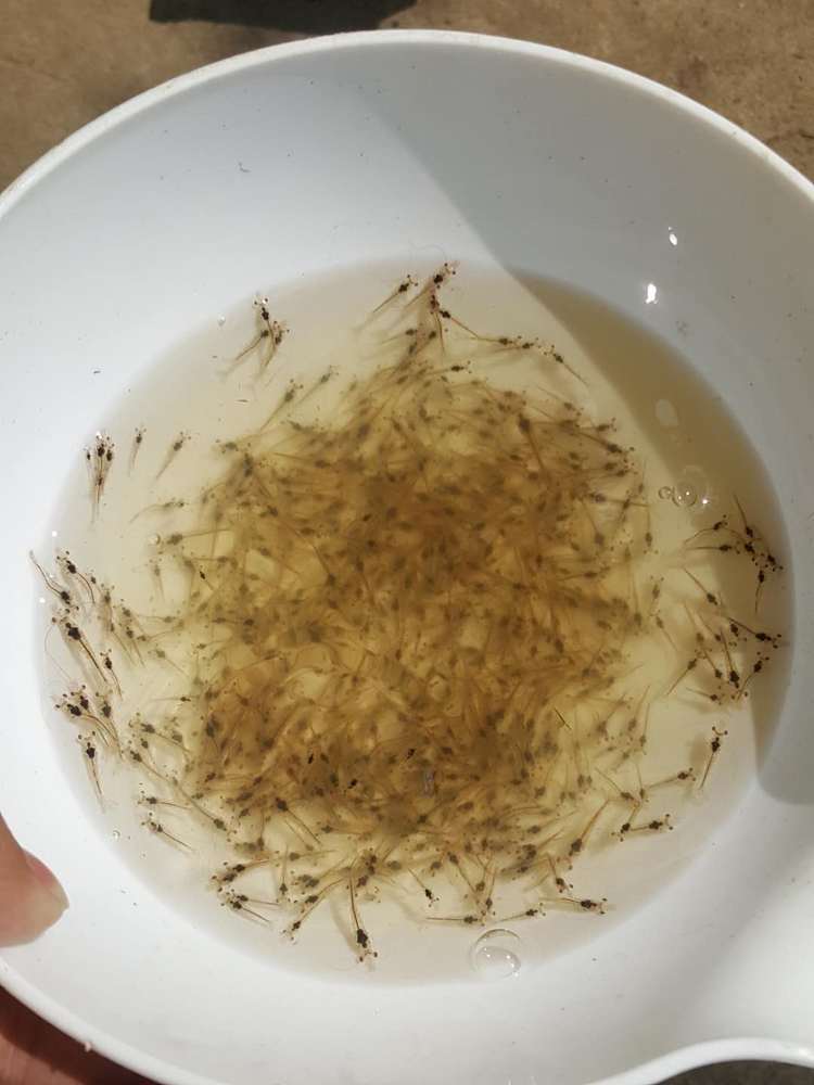 淡水养殖白虾养殖技术(淡水养白对虾的技术怎么操作)