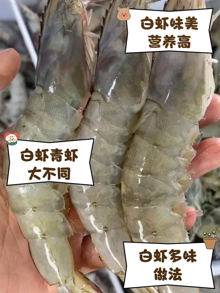 淡水养殖白虾养殖技术(淡水养白对虾的技术怎么操作)