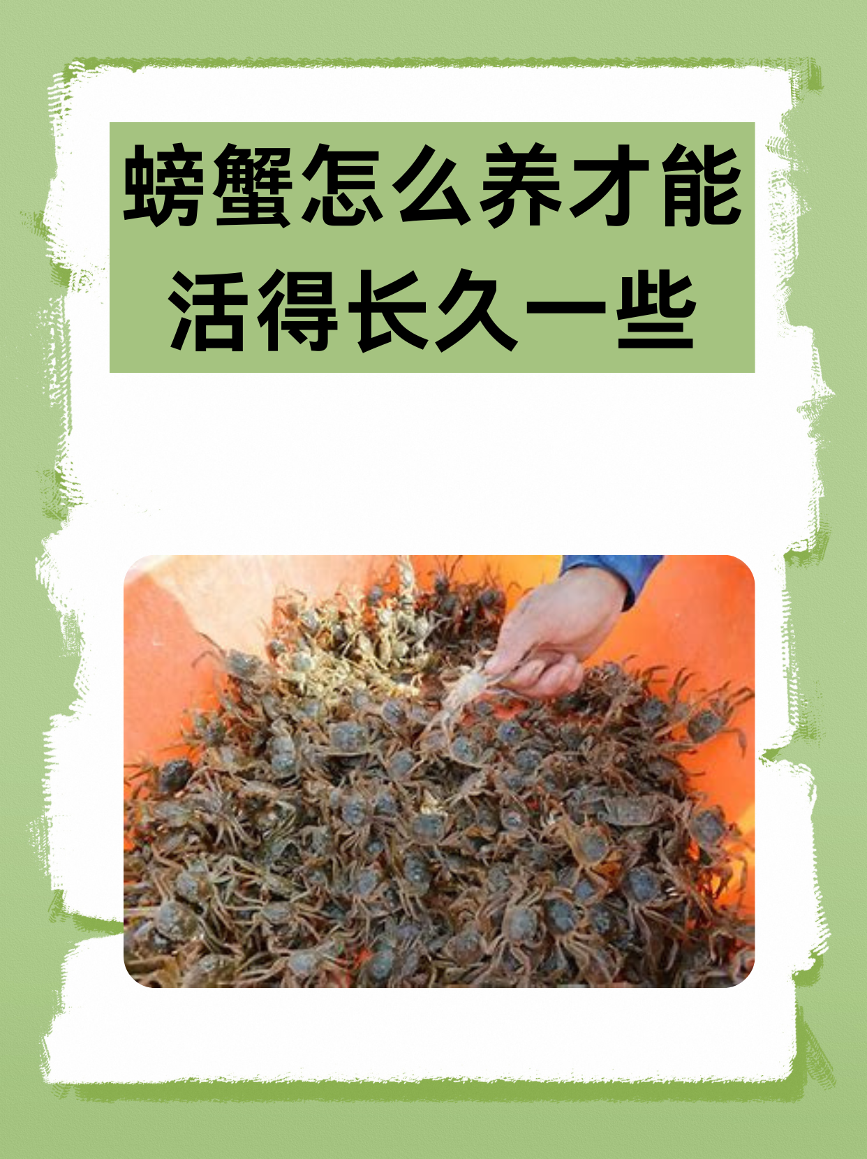 淡水大螃蟹养殖技术(淡水大螃蟹养殖技术视频)