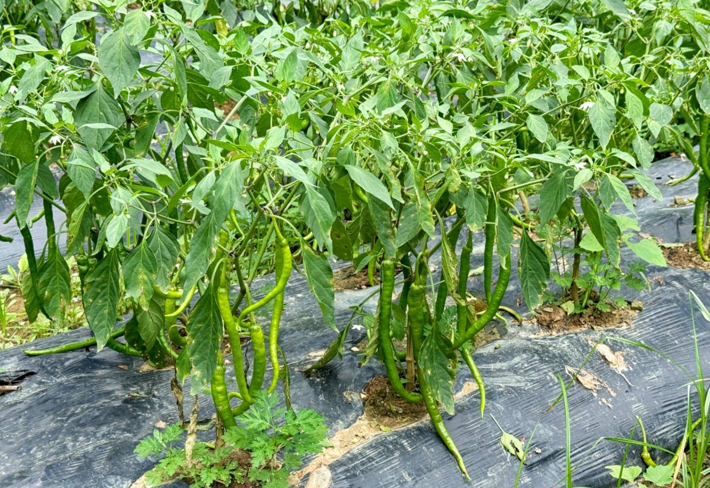 辣椒在家种植(如何在家种植辣椒)