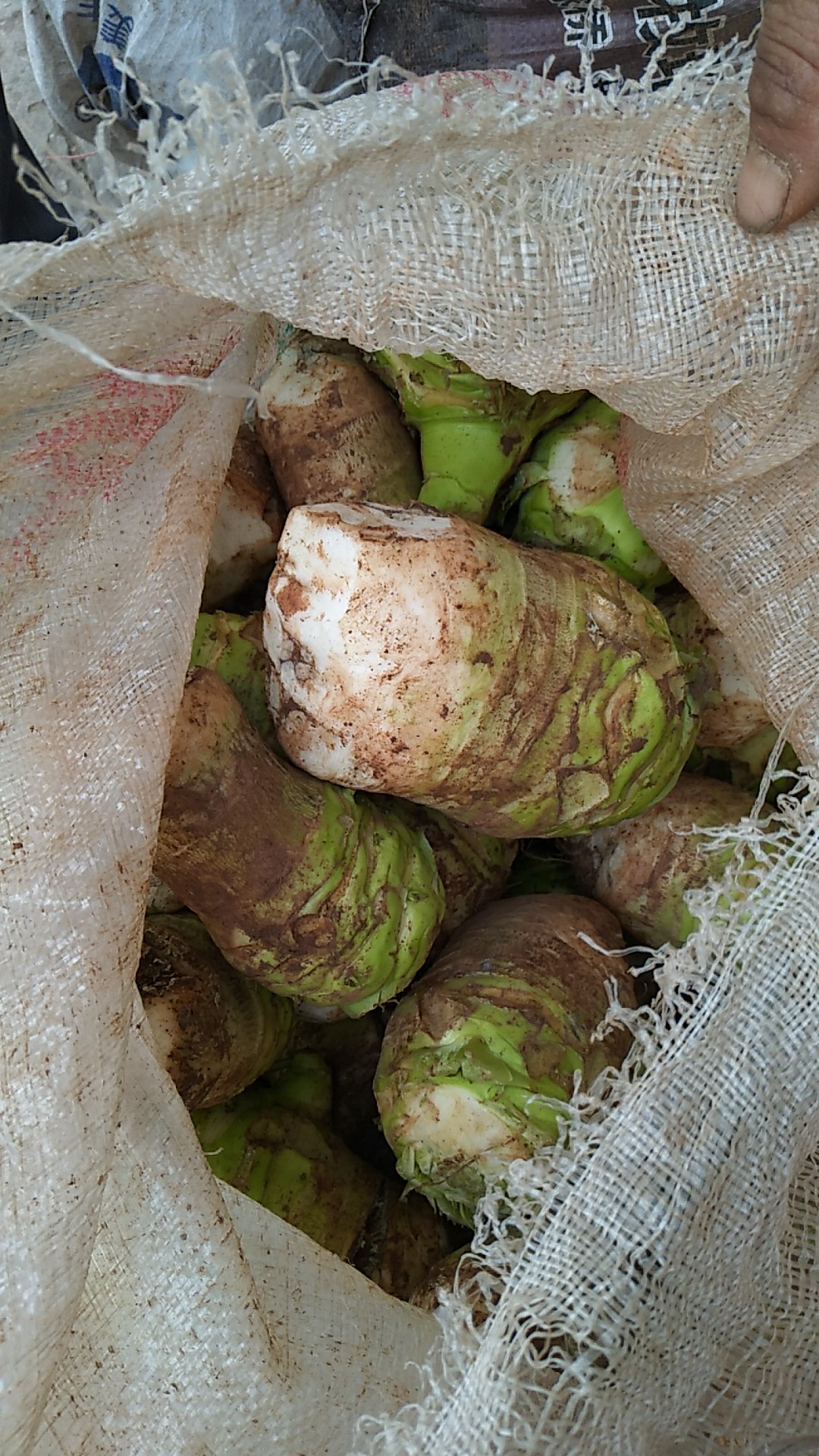 芥菜头子(芥菜头怎么吃最有营养)