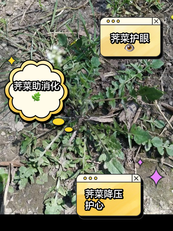 荠菜的含钙量(荠菜含钙量第一名)