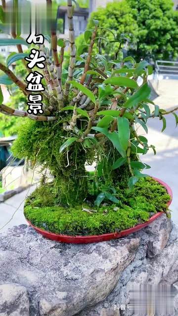 石斛的种植方法及繁殖方法(石斛的种植方法及繁殖方法视频)