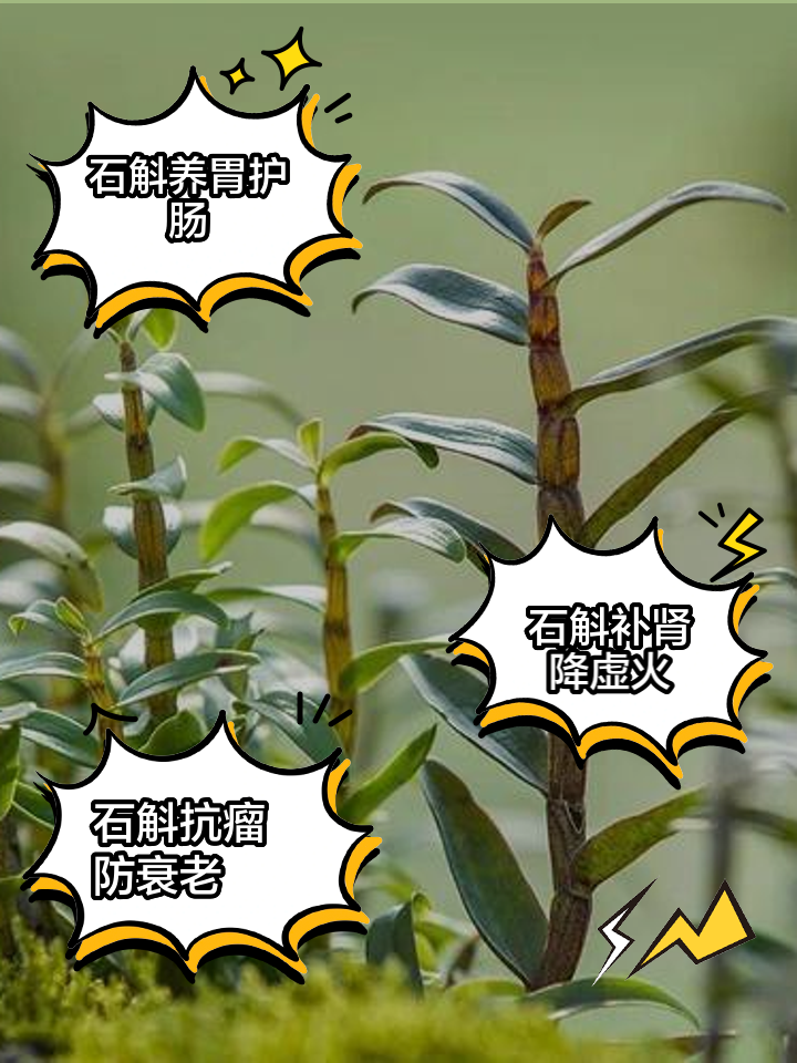 石斛的种植方法及繁殖方法(石斛的种植方法及繁殖方法视频)