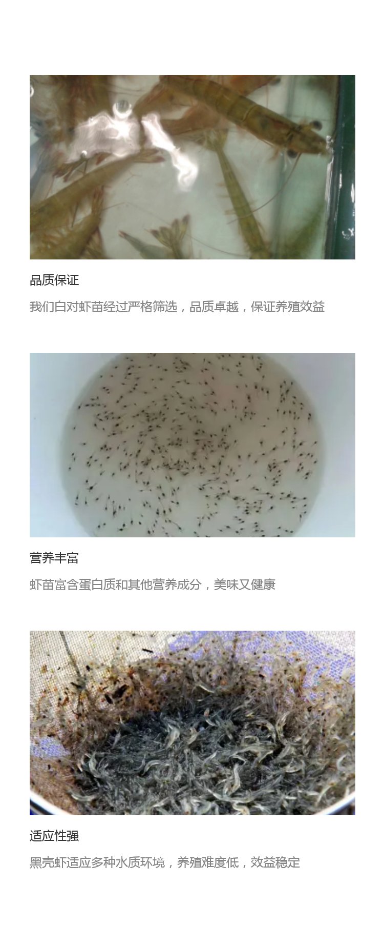 南美白对虾人工养殖的技术(南美白对虾高效生态养殖新技术)