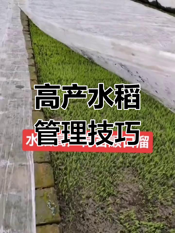 如何种出高产水稻(种水稻高产的措施有哪些)