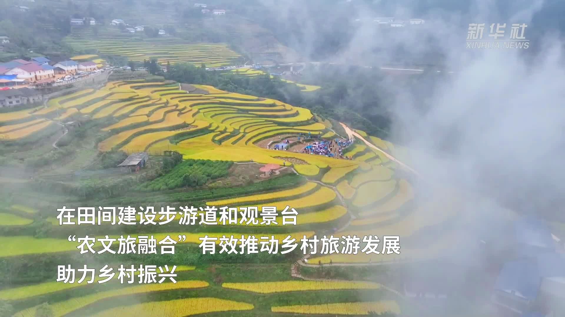 湖北水稻种植区域(湖北省各市水稻种植面积排名)