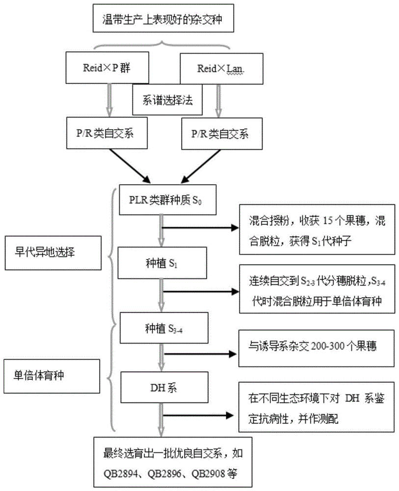 玉米的种植流程(玉米的种植流程图)