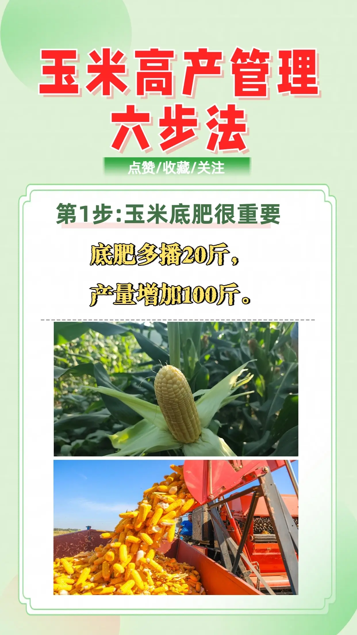 玉米的种植流程(玉米的种植流程图)