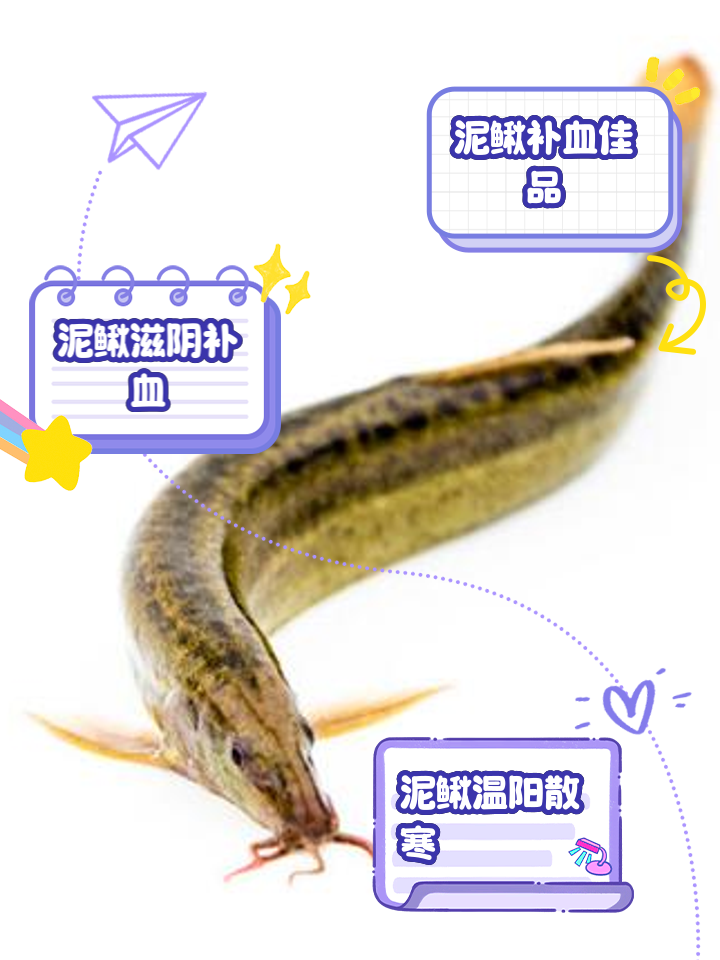 北方泥鳅鱼的养殖技术(北方泥鳅鱼的养殖技术与管理)
