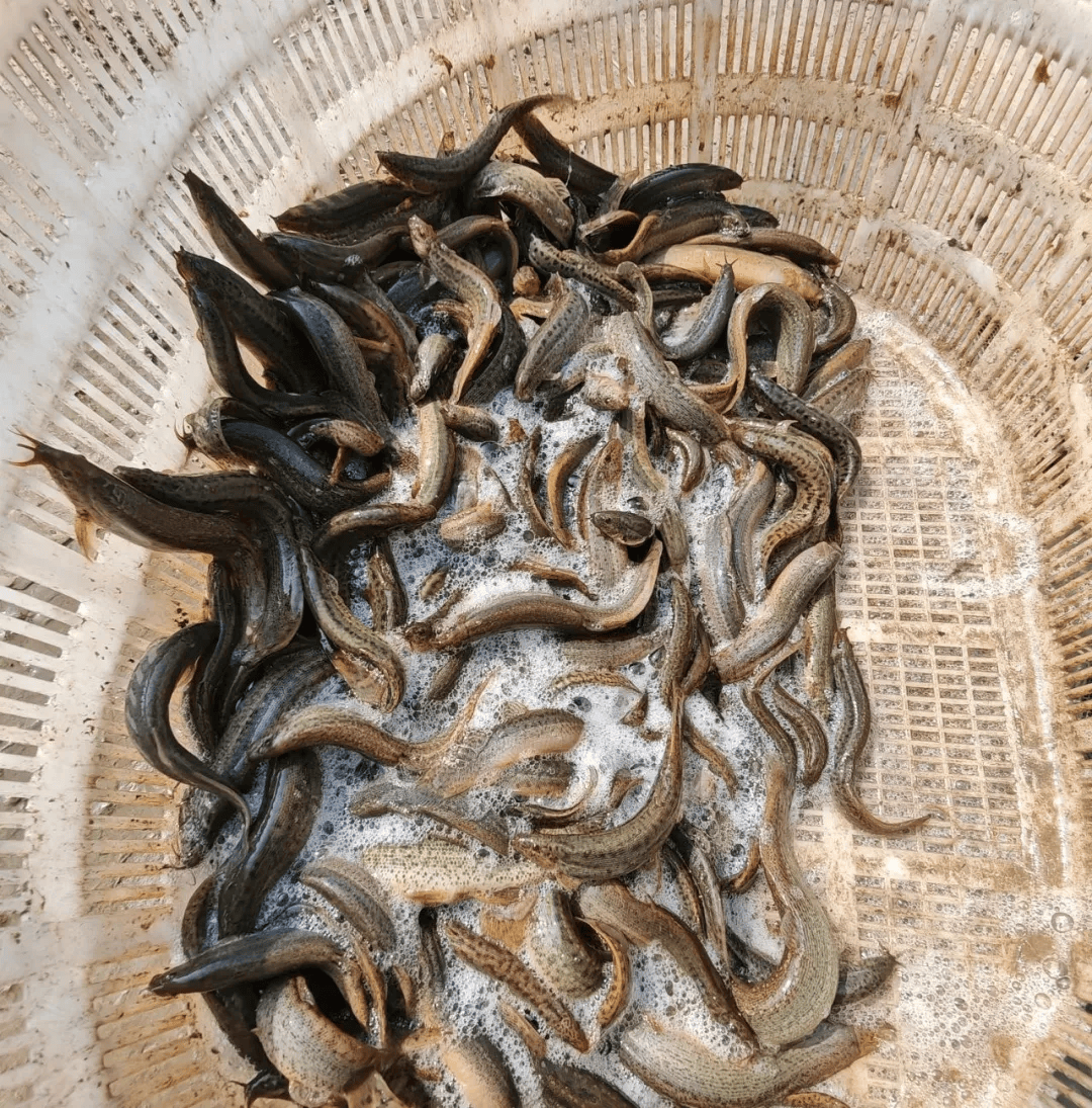 北方泥鳅鱼的养殖技术(北方泥鳅鱼的养殖技术与管理)
