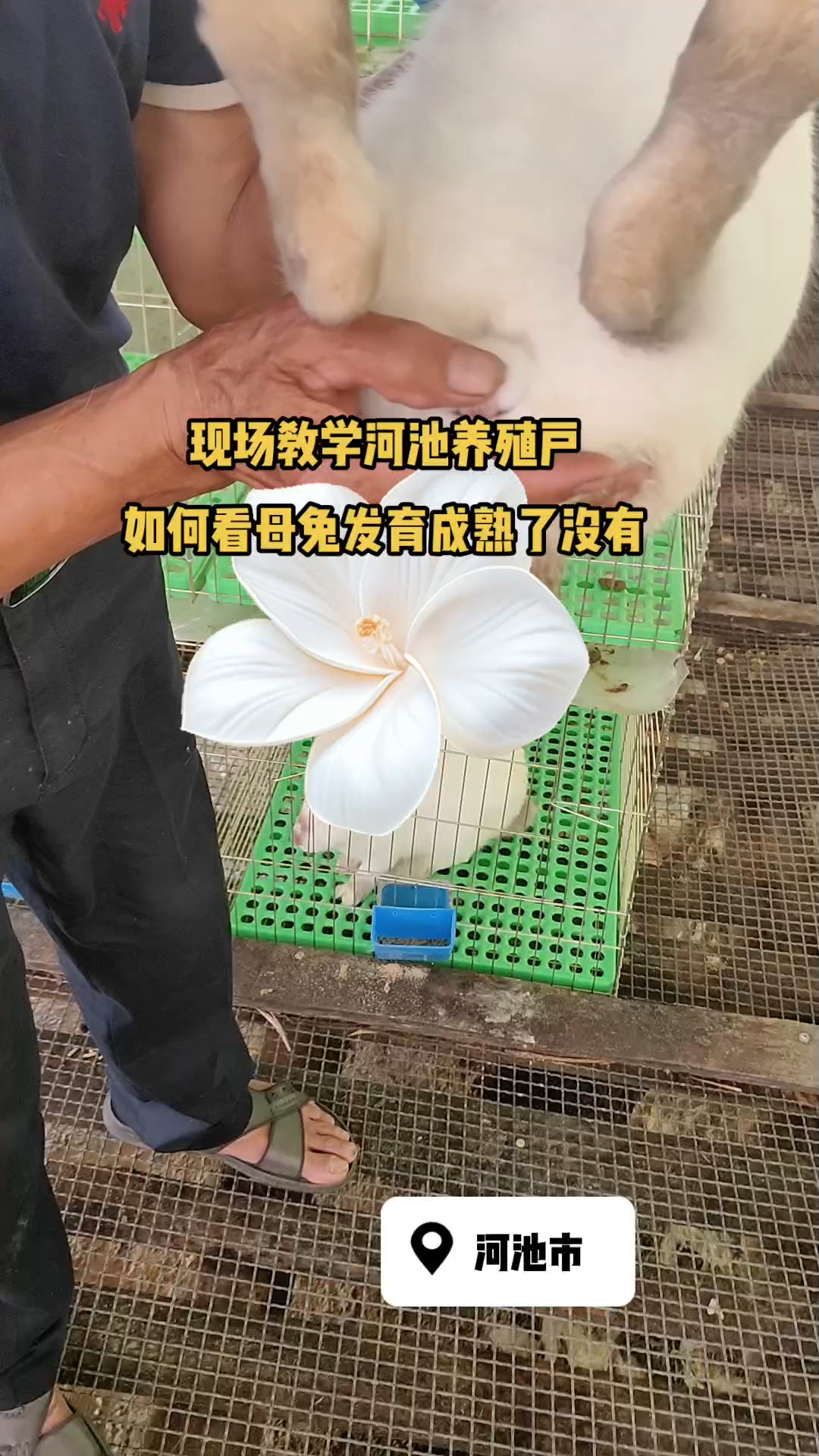 兔子养殖技术养殖(兔子养殖技术养殖过程)