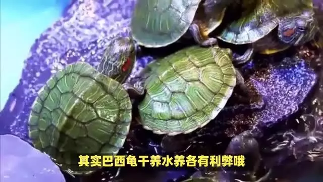 巴西龟养殖技术(巴西龟养殖技术农广天地)