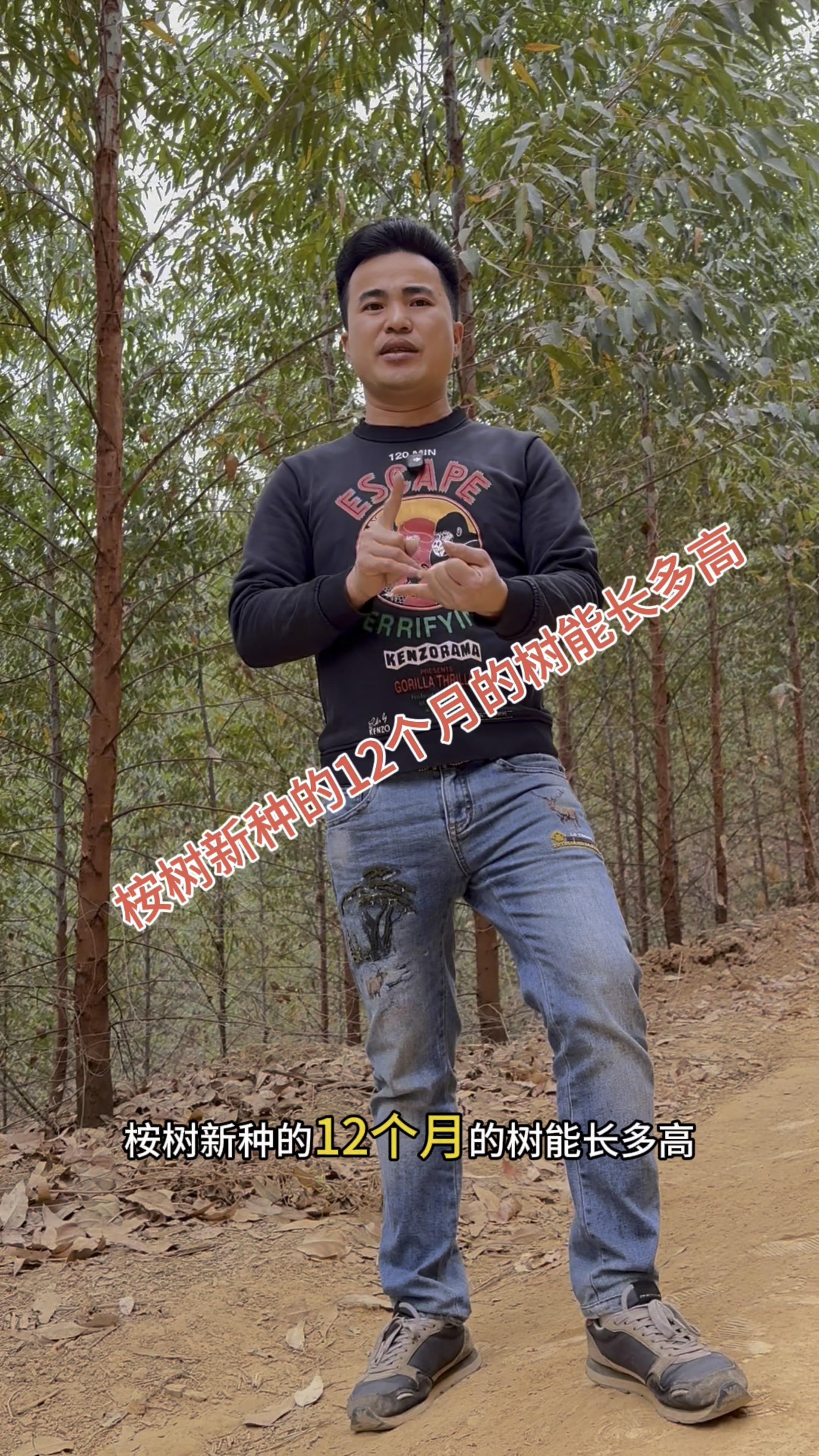 二代桉树一般要怎么施肥(二代桉树一般要怎么施肥才能结果)