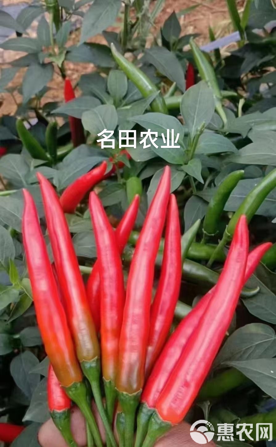 朝天椒种子哪品种最好(朝天椒什么品种产量高最辣)