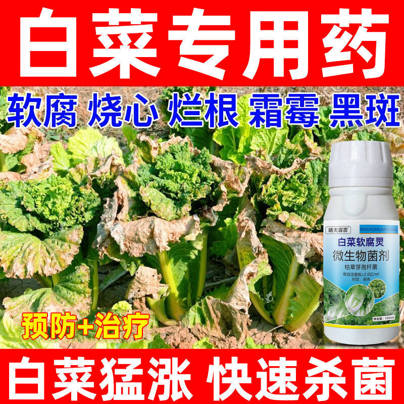 白菜根腐病(白菜根腐病最怕三个药)