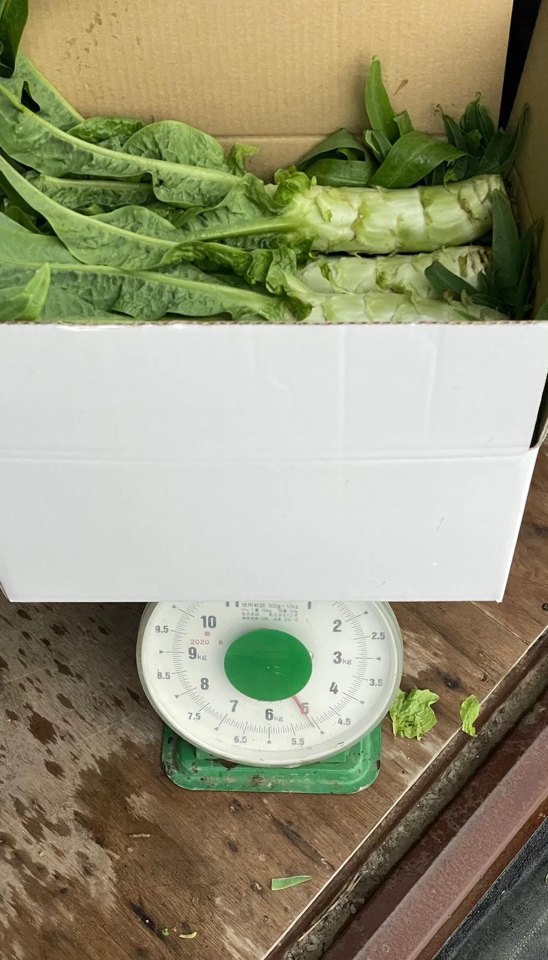 莴笋是感光食物吗(莴笋叶是感光蔬菜吗)