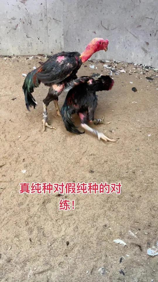 斗鸡养殖技术和训练方法(斗鸡的养殖技术及疾病防治)