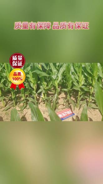 衡玉1182玉米种子(衡玉1182玉米种子简介)