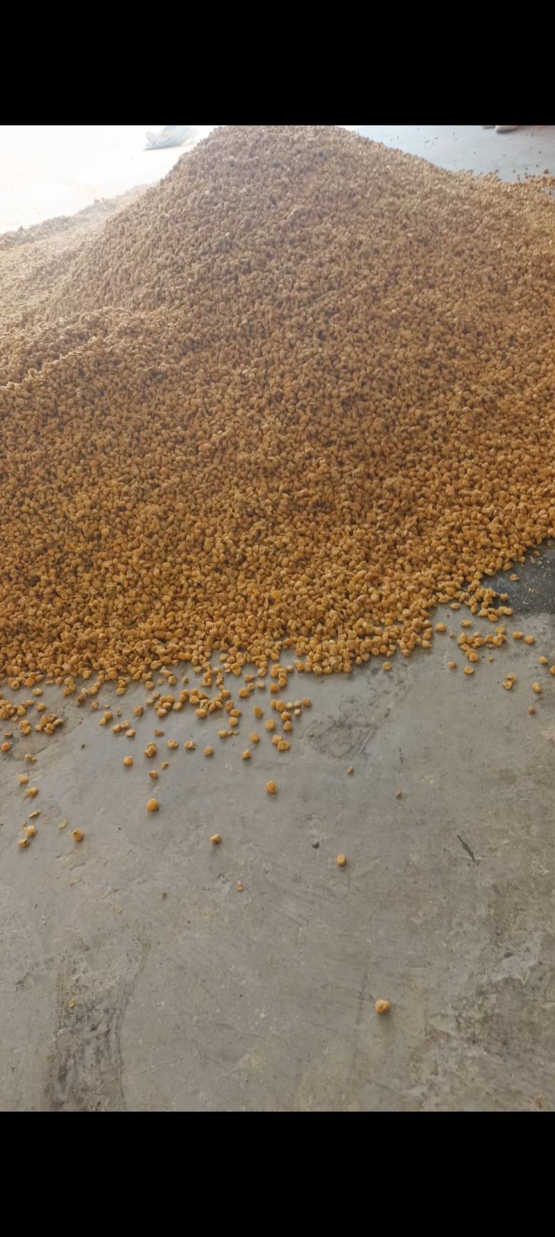玉米酒糟养猪技术(玉米酒糟给猪吃营养好吗)