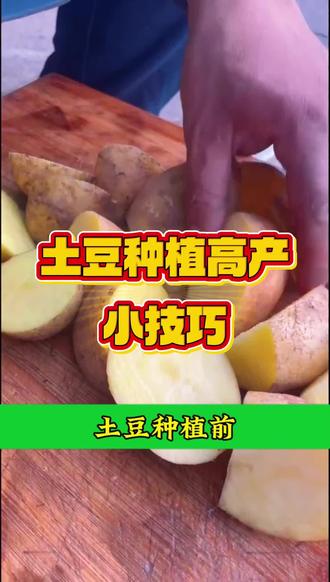 土豆怎样种植能高产(土豆要怎么种才高产量呢?)