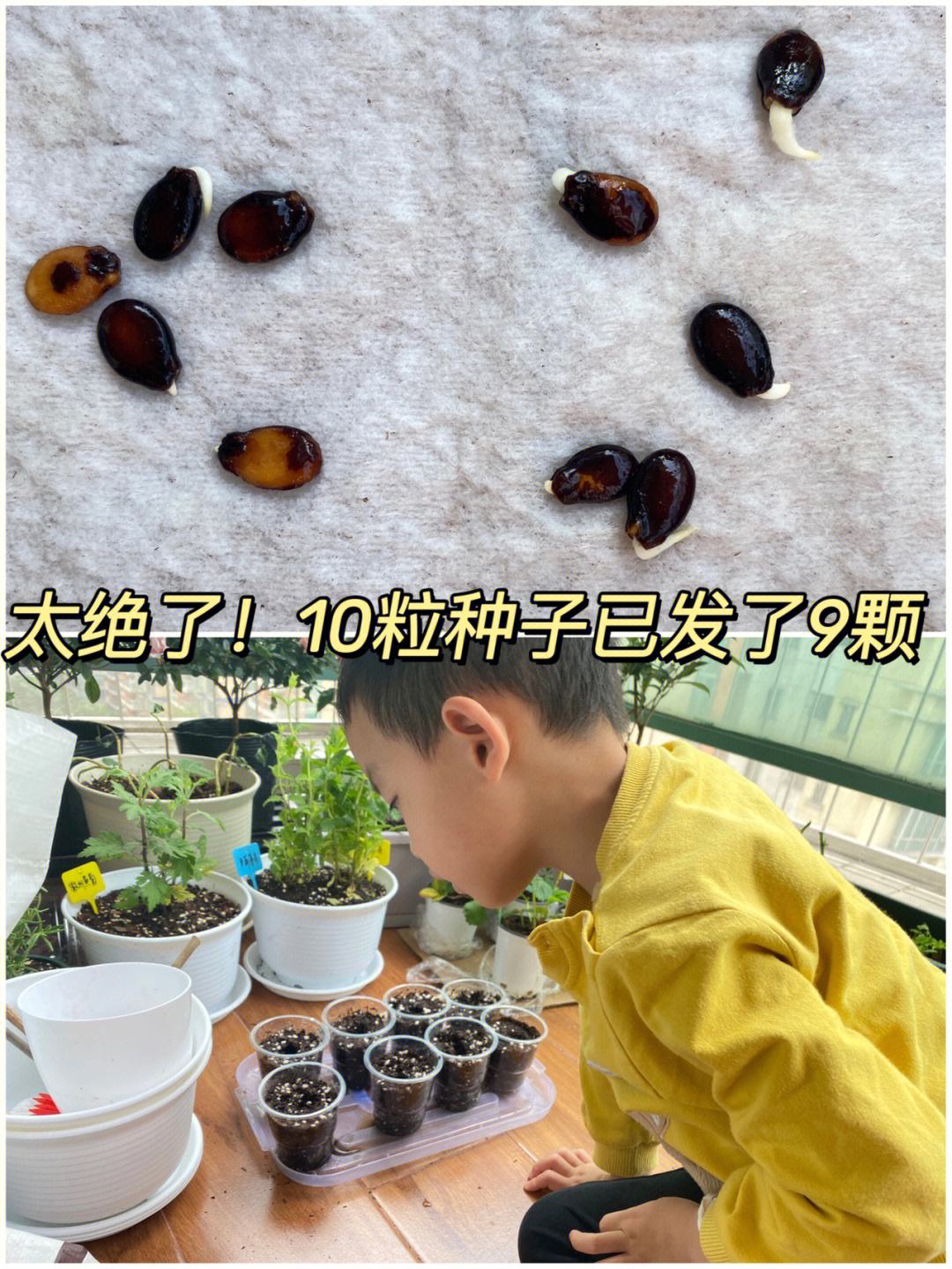 西瓜种子要怎么种(西瓜种子怎么种植方法)