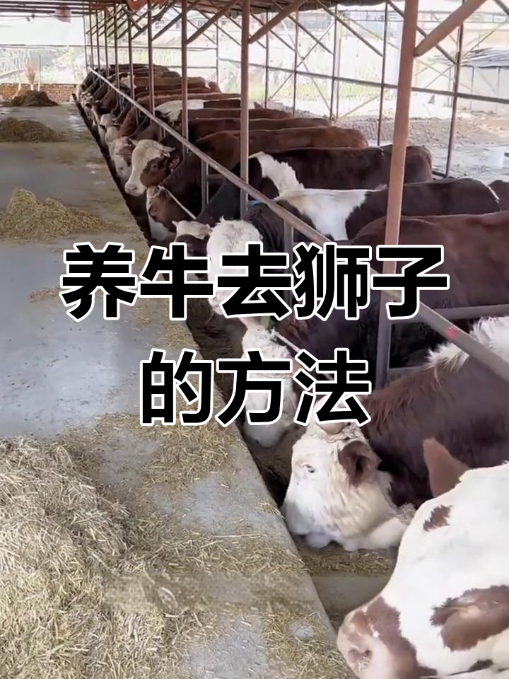养牛的十大技巧和方法(养牛的十大技巧和方法是什么)