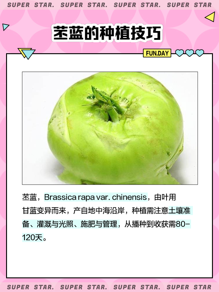 苤蓝品种有哪些(苤蓝种植时间和方法是什么?)