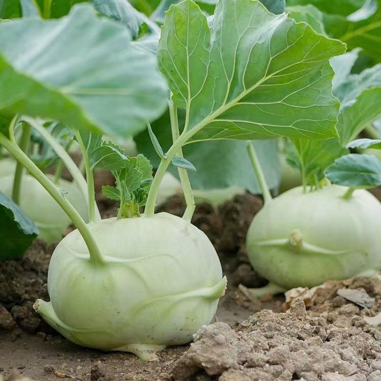 苤蓝品种有哪些(苤蓝种植时间和方法是什么?)