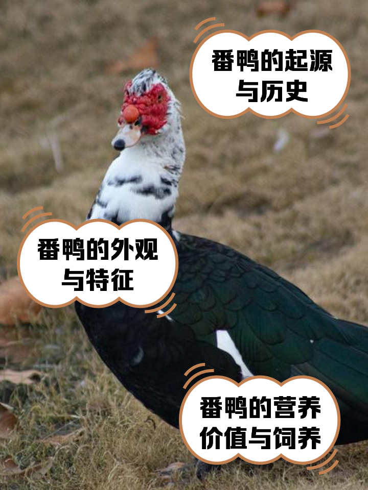 番鸭养殖技术与管理(番鸭养殖技术与管理病情)