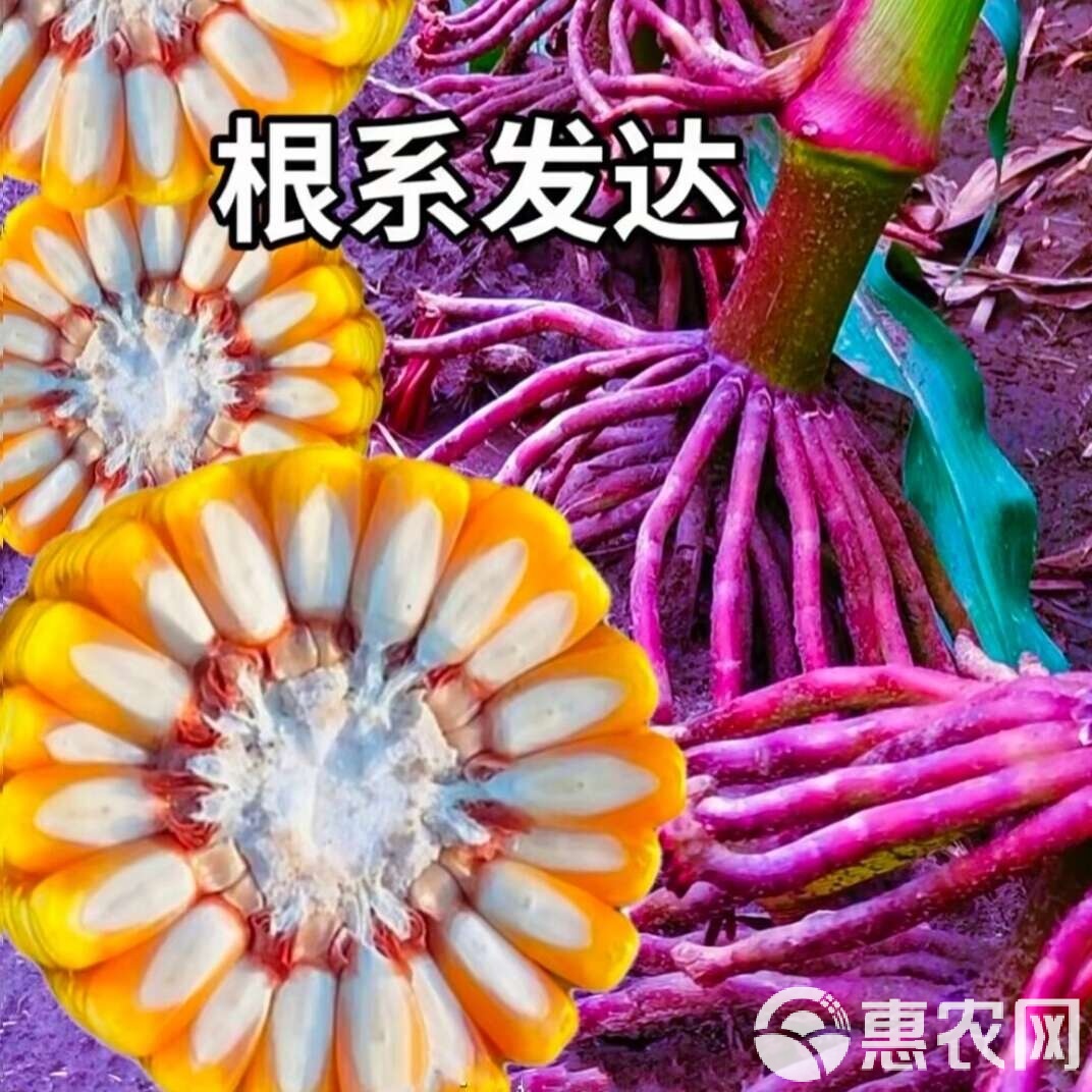 红轴玉米种子高产品种(红轴玉米是转基因玉米吗)